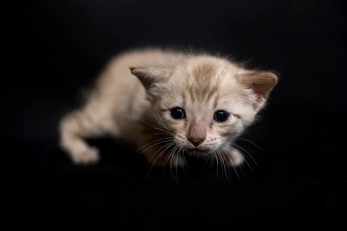 Lucky 1st Bengal Kittens 3