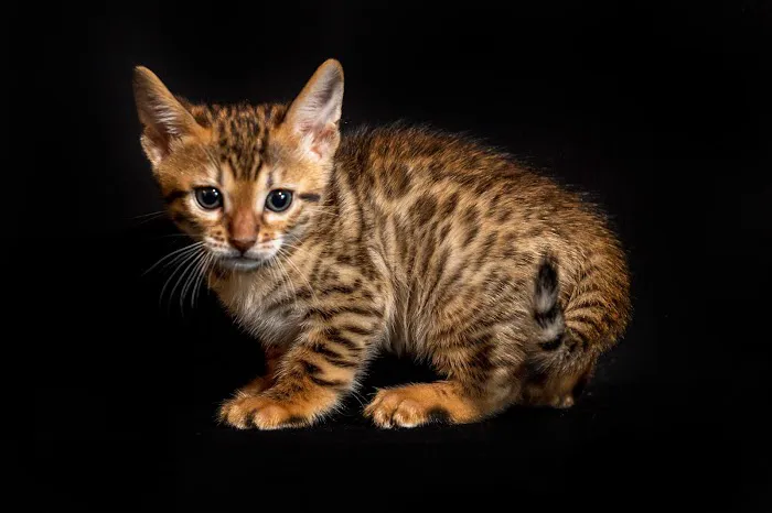 Lucky 1st Bengal Kittens 6