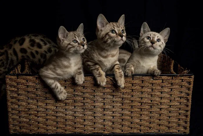 Lucky 1st Bengal Kittens 4