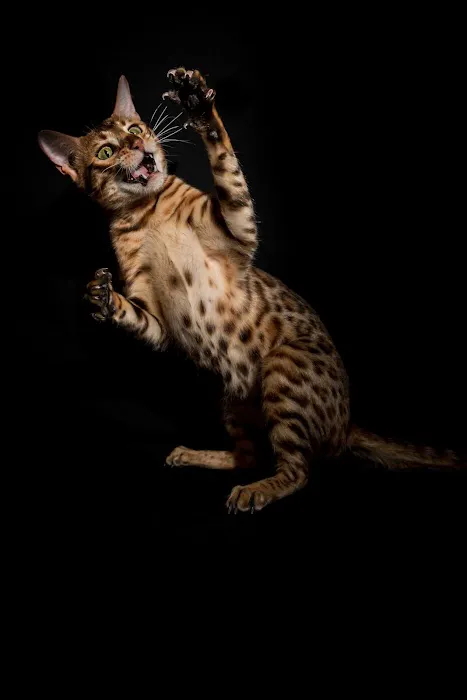Lucky 1st Bengal Kittens 8