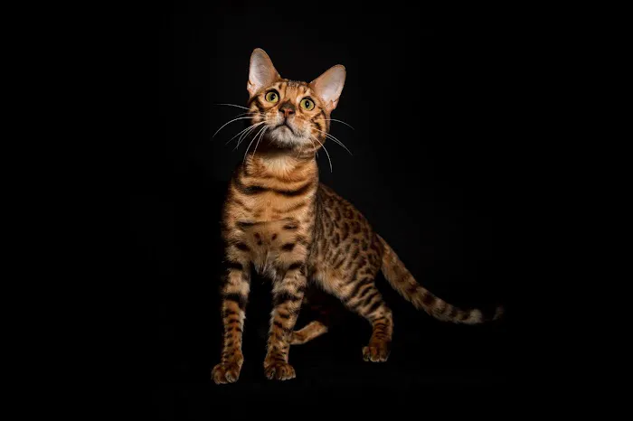 Lucky 1st Bengal Kittens 9