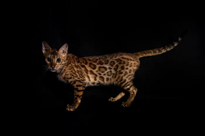 Lucky 1st Bengal Kittens 10