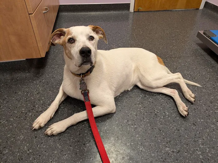 Cape Cod Veterinary Specialists 1