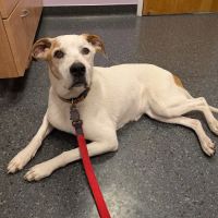 Cape Cod Veterinary Specialists ico
