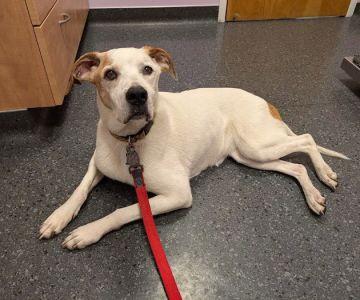 Cape Cod Veterinary Specialists