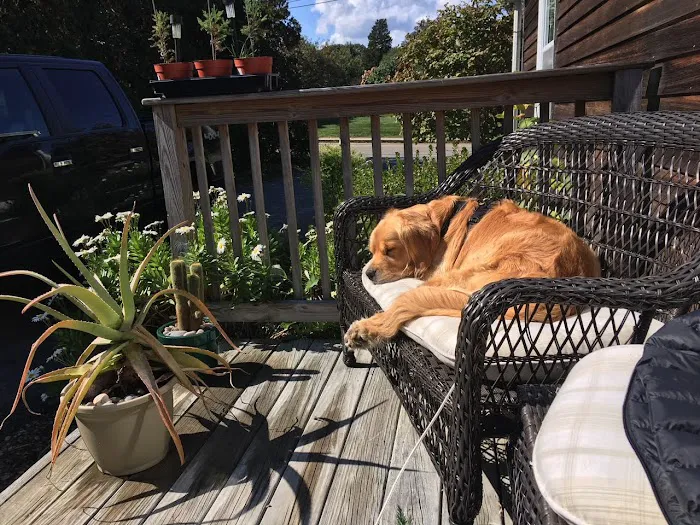 Cape Cod Veterinary Specialists 10