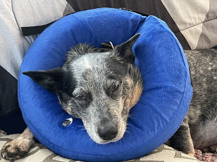 Cape Cod Veterinary Specialists 7