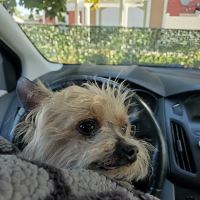 Cape Cod Veterinary Specialist: Schulze Heidi DVM ico