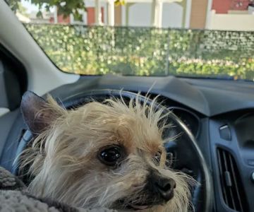Cape Cod Veterinary Specialist: Schulze Heidi DVM