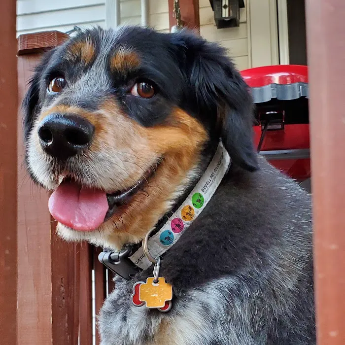 Cape Cod Veterinary Specialist: O'Donnell Cathleen DVM 1