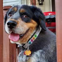 Cape Cod Veterinary Specialist: O'Donnell Cathleen DVM ico