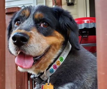 Cape Cod Veterinary Specialist: O'Donnell Cathleen DVM