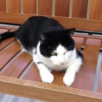 All Pets Medical Center, LLC ico