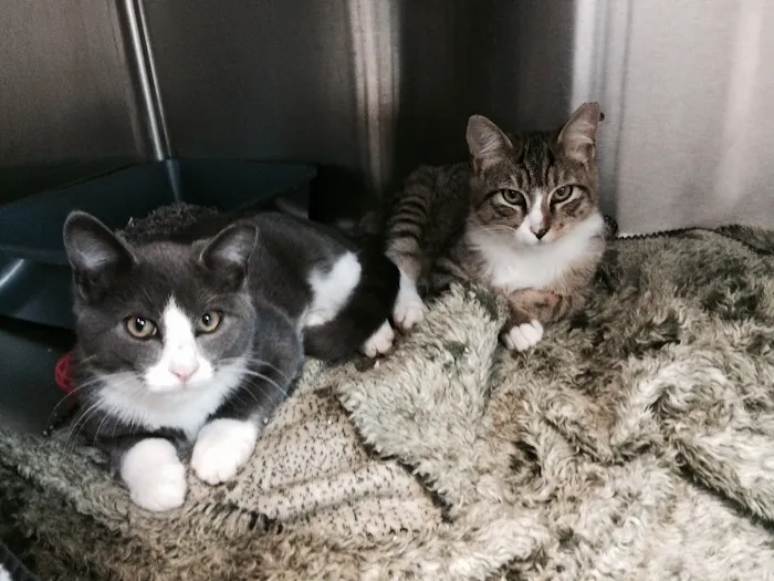All Pets Medical Center, LLC 6