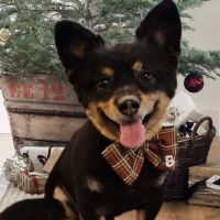 Animal Health Clinic ico