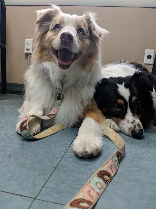 VCA Hanson Animal Hospital 7