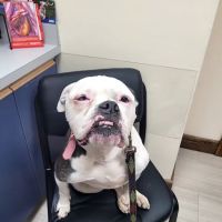 Pembroke Animal Hospital ico
