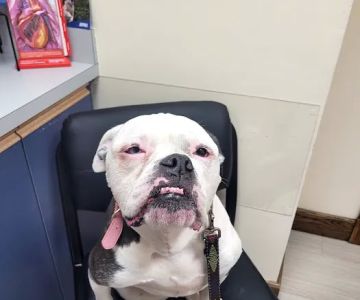 Pembroke Animal Hospital