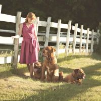 South Shore Animal Services ico