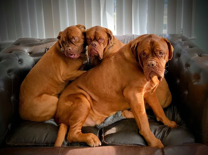 South Shore Animal Services 4