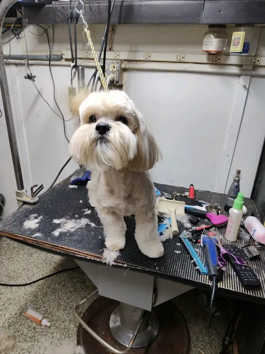 South Shore Animal Services 8