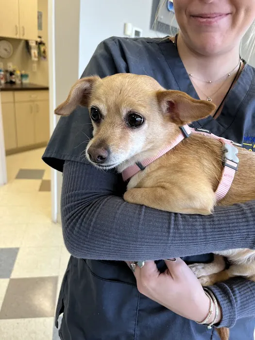 Morningstar Animal Hospital 9