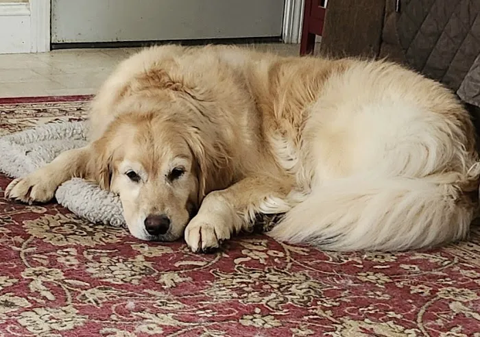 Kingston Animal Hospital 1