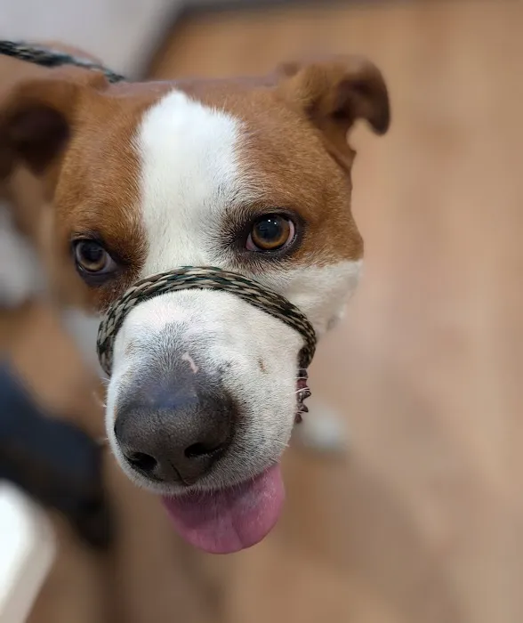 Kingston Animal Hospital 6
