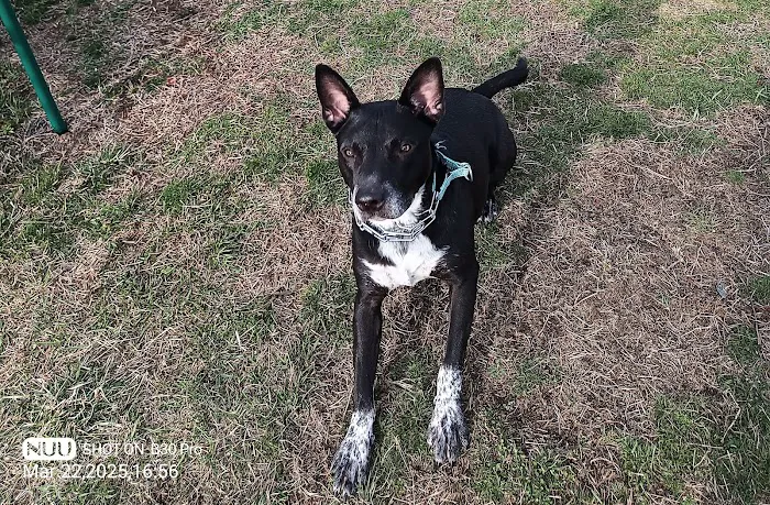 Kingston Animal Hospital 9
