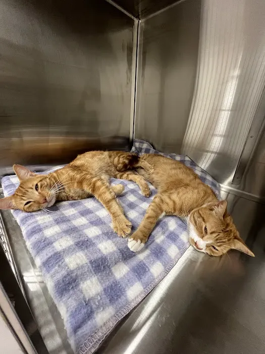 Pine Woods Animal Hospital 7