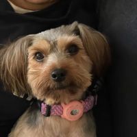 Vetco Vaccination Clinic ico