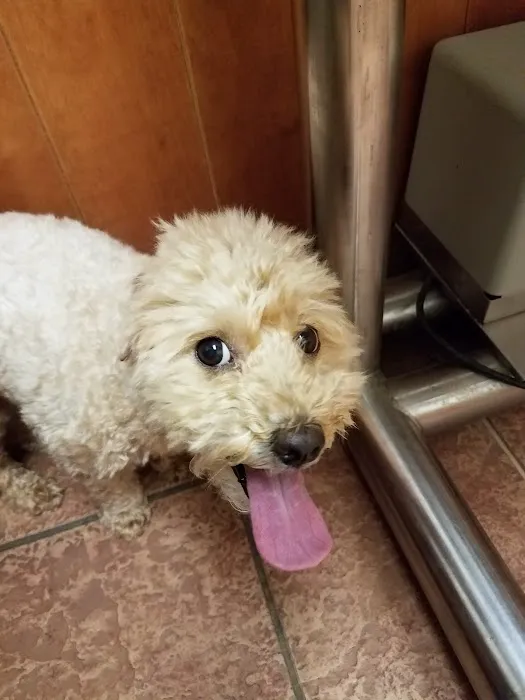 VCA Plymouth Animal Hospital and Pet Resort 5