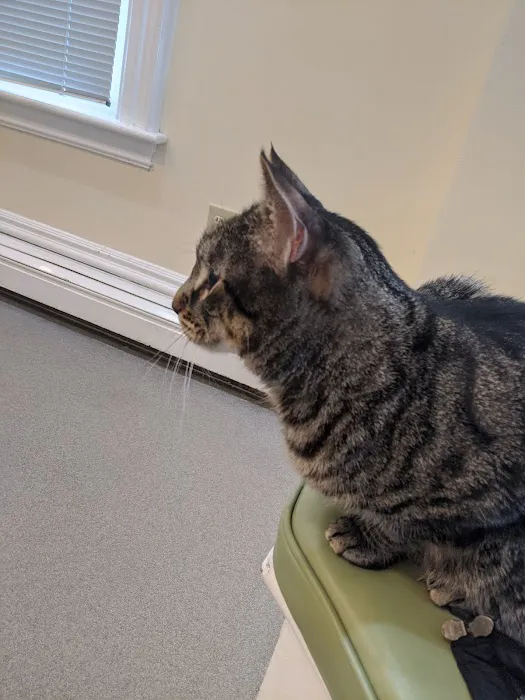 Court Street Animal Hospital 9
