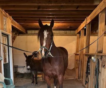 Starland Veterinary Services