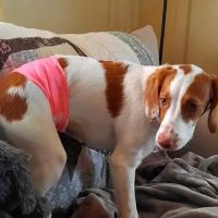 Trumansburg Veterinary Clinic ico