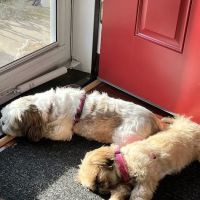 Animal Junction Veterinary ico