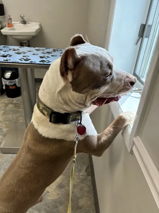 County Line Animal Hospital 2