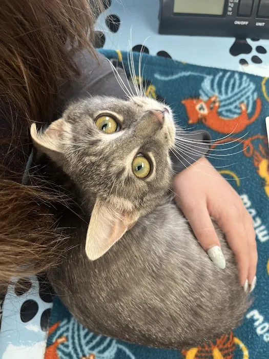 County Line Animal Hospital 5