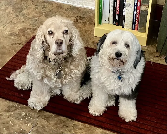 County Line Animal Hospital 6