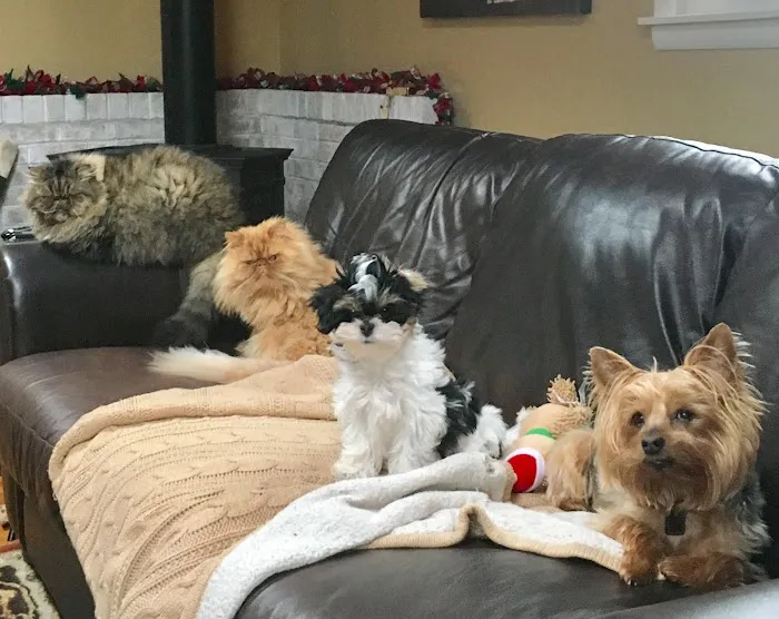 Webster Veterinary Clinic 7