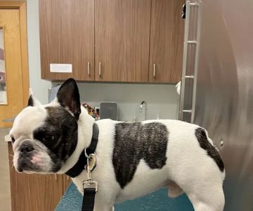 Clark Animal Care Center