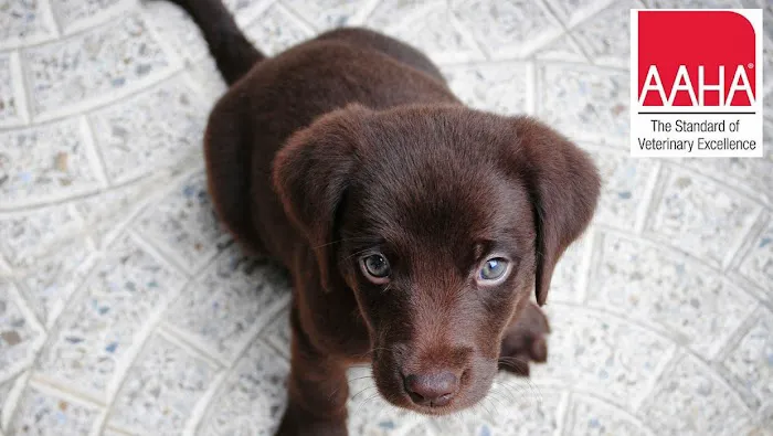 Clark Animal Care Center 2