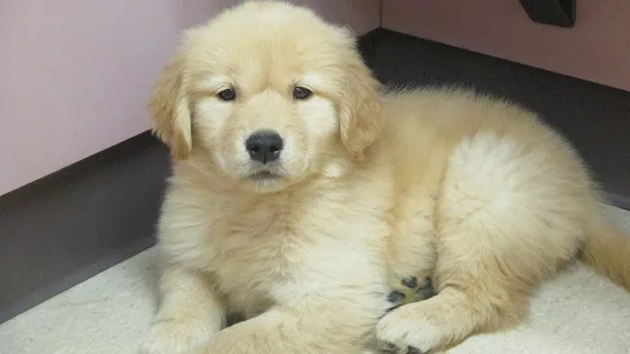 Clark Animal Care Center 9