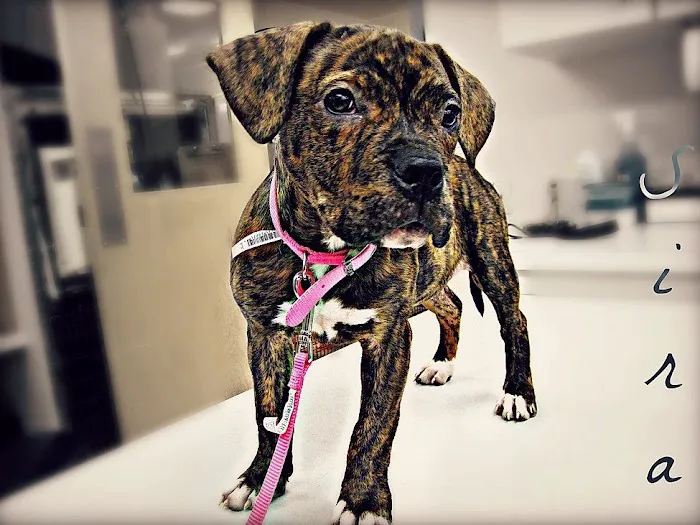 Fairport Animal Hospital 2