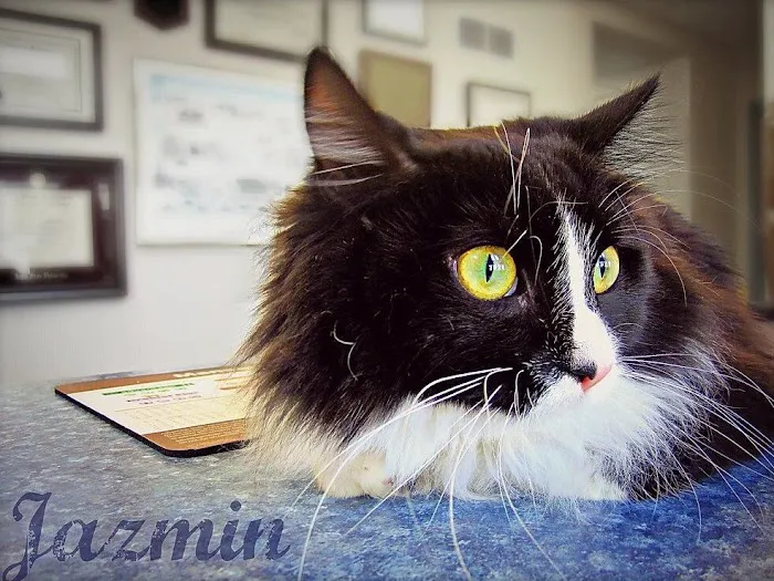 Fairport Animal Hospital 5