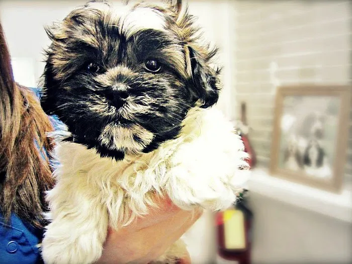 Fairport Animal Hospital 6