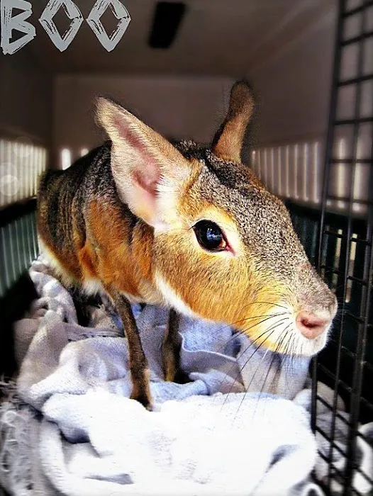 Fairport Animal Hospital 4