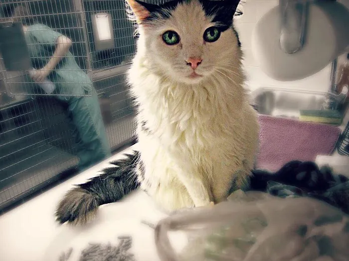 Fairport Animal Hospital 7