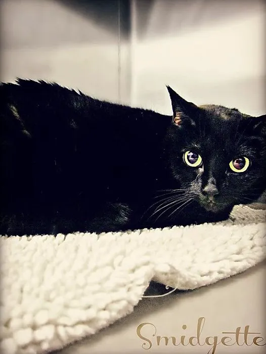 Fairport Animal Hospital 10