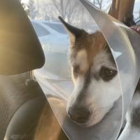 Fairview Veterinary Hospital ico